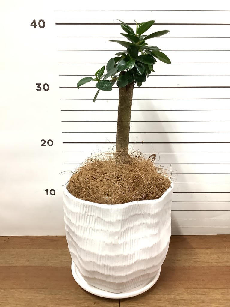 観葉植物 ガジュマル 4号 パンダ 朴仕立て ハピ 白 L 付き