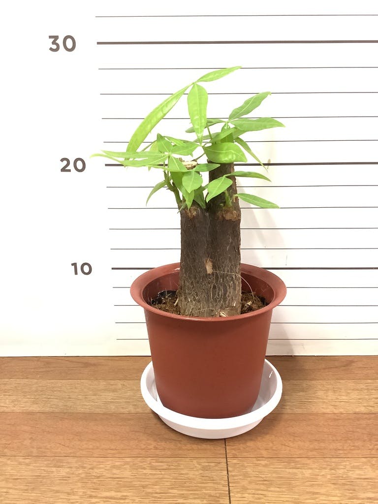 パキラ植物 観葉植物 パキラ 4号 朴 ラーケルシリンダー 15 ゴールド 付き