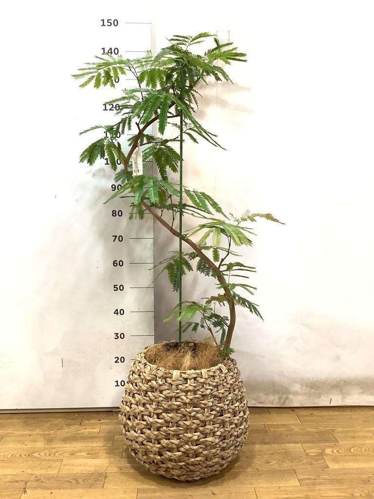 観葉植物 エバーフレッシュ 風水 | HitoHana（ひとはな）