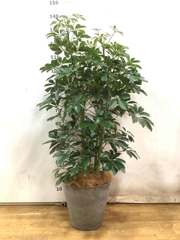 観葉植物 シェフレラ（カポック） 7号 ノーマル アートストーン