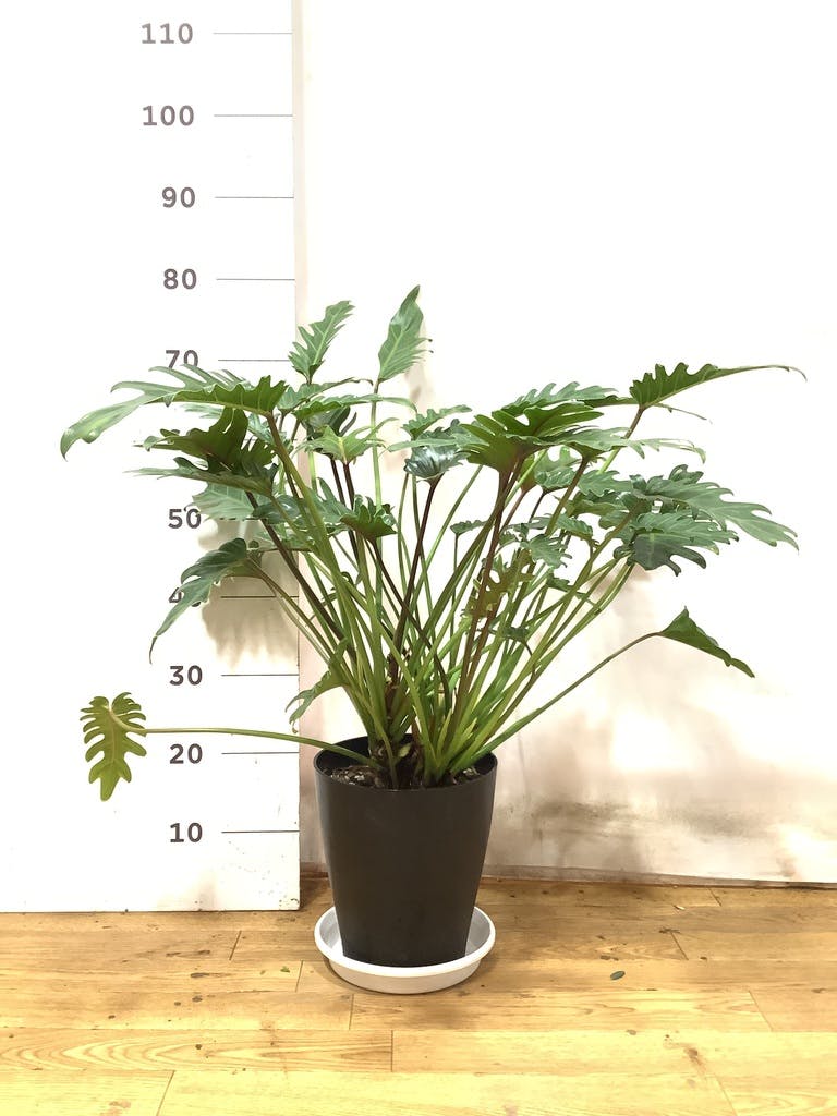 観葉植物 フィロデンドロン 7号 オージー（クッカバラ）プラスチック鉢