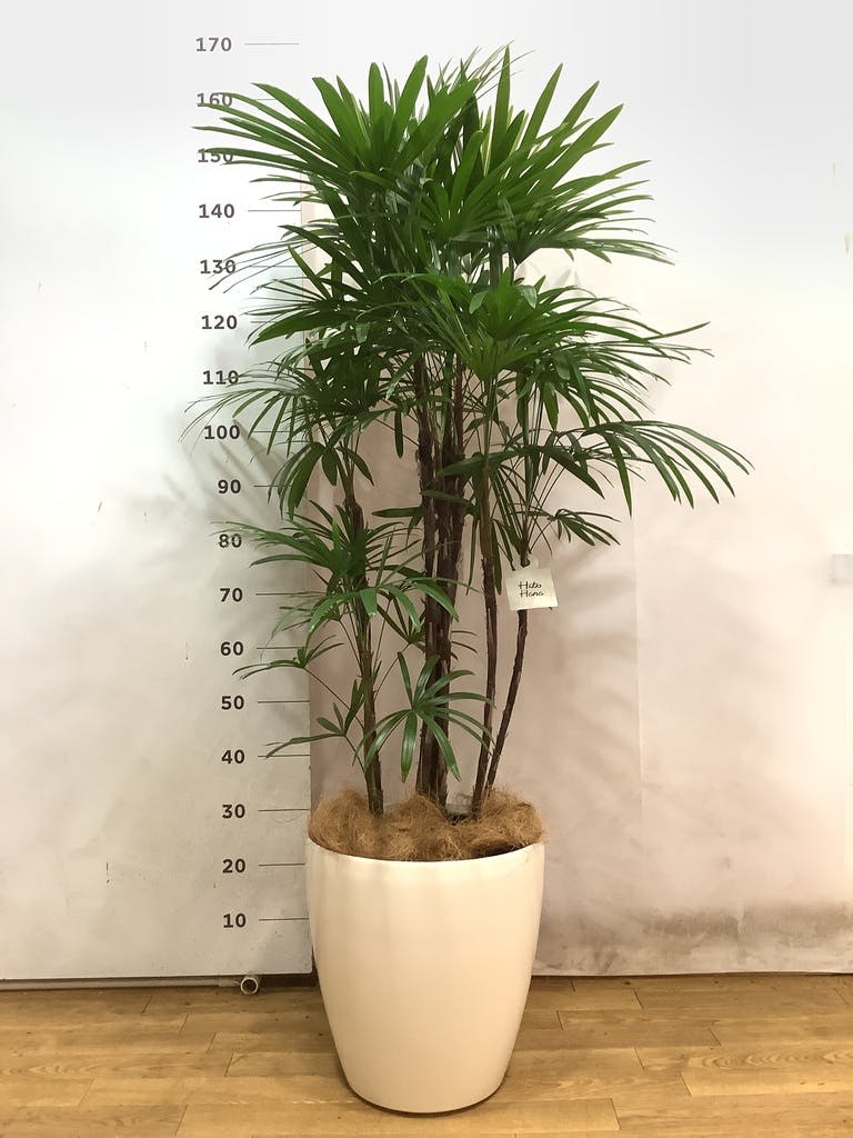 観葉植物 シュロチク（棕櫚竹） 10号 竹バスケット 付き | 観葉植物