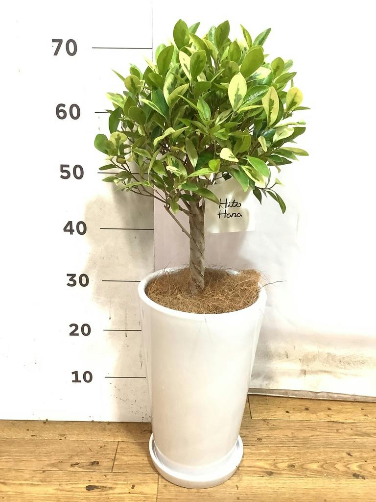 フィカス ベンジャミン ゴールデンスポット | 観葉植物 | 送料無料でお