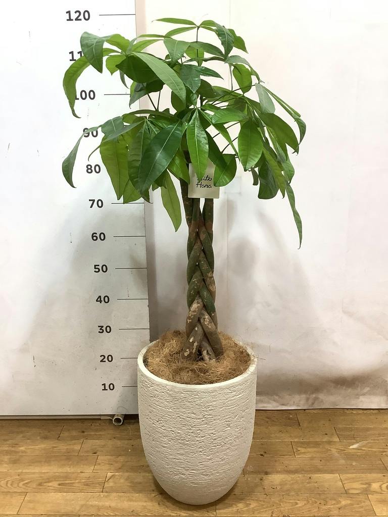 観葉植物 パキラ 8号 ねじり プラスチック鉢 | 観葉植物ならHitoHana