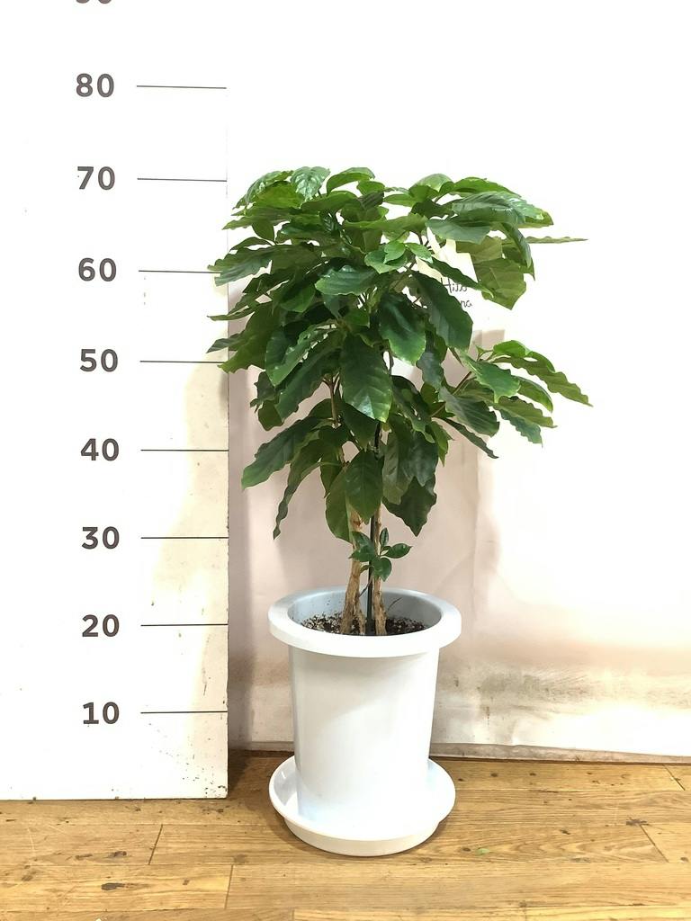 観葉植物 コーヒーの木 7号 プラスチック鉢 | 観葉植物ならHitoHana