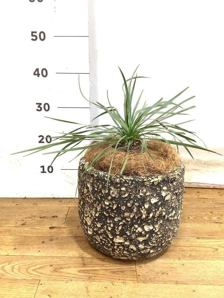 ユッカ ロストラータ 6号 | 観葉植物通販 HitoHana（ひとはな）