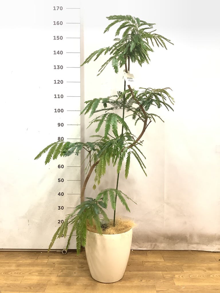 観葉植物 エバーフレッシュ 8号 曲り プラスチック鉢 | 観葉植物なら