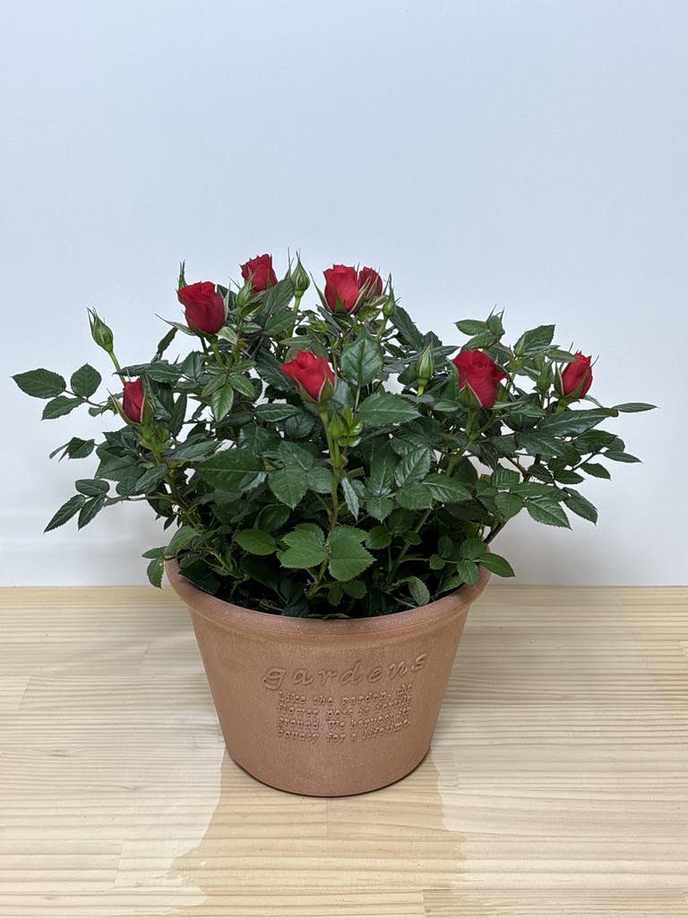 赤色（レッド）の鉢植えのお花 | 鉢植えのお花ならHitoHana