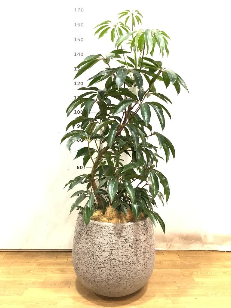 観葉植物 ツピダンサス 10号 曲り エコストーンGray 付き | 観葉植物