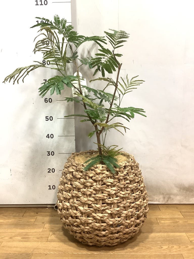 観葉植物 エバーフレッシュ 7号 ボサ造り プラスチック鉢 | 観葉植物