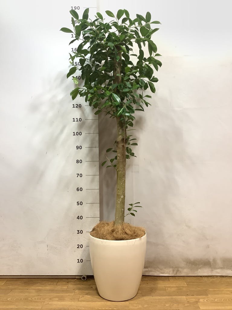 引き取り限定　京都　珍しい　ガジュマル　ベビーリーフ　株立ち　鉢つき付き　大型 観葉植物 ガジュマル 10号 ベビーリーフ プラスチック鉢 | 観葉植物