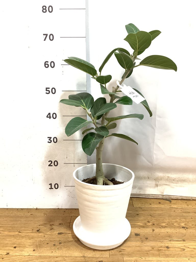 K*i様 フィカス　ベンガレンシス　観葉植物　7号　約110センチ 2 観葉植物 フィカス ベンガレンシス 7号 曲り ラスターポット
