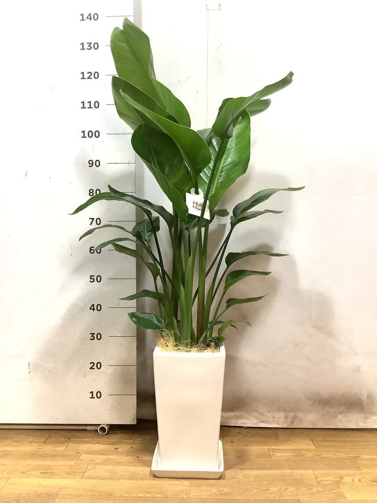 観葉植物 オーガスタ 8号 角高陶器 | 観葉植物ならHitoHana(ひと