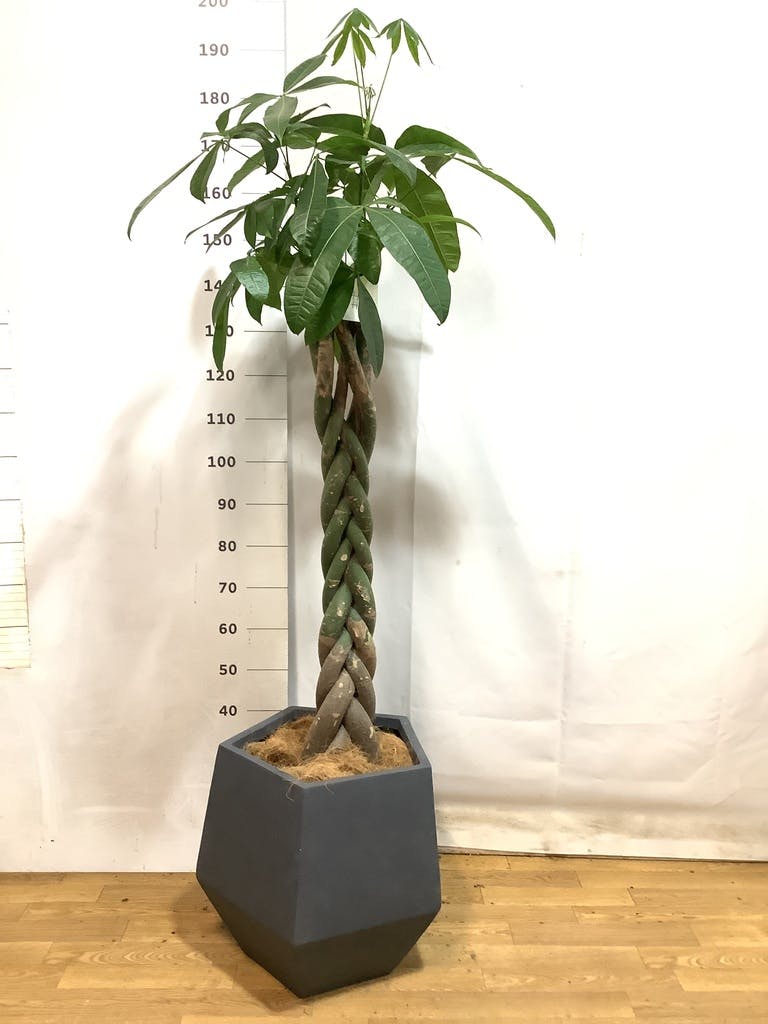 パキラ♪ 観葉植物 パキラ 10号 ねじり ファイバークレイGray 付き | 観葉
