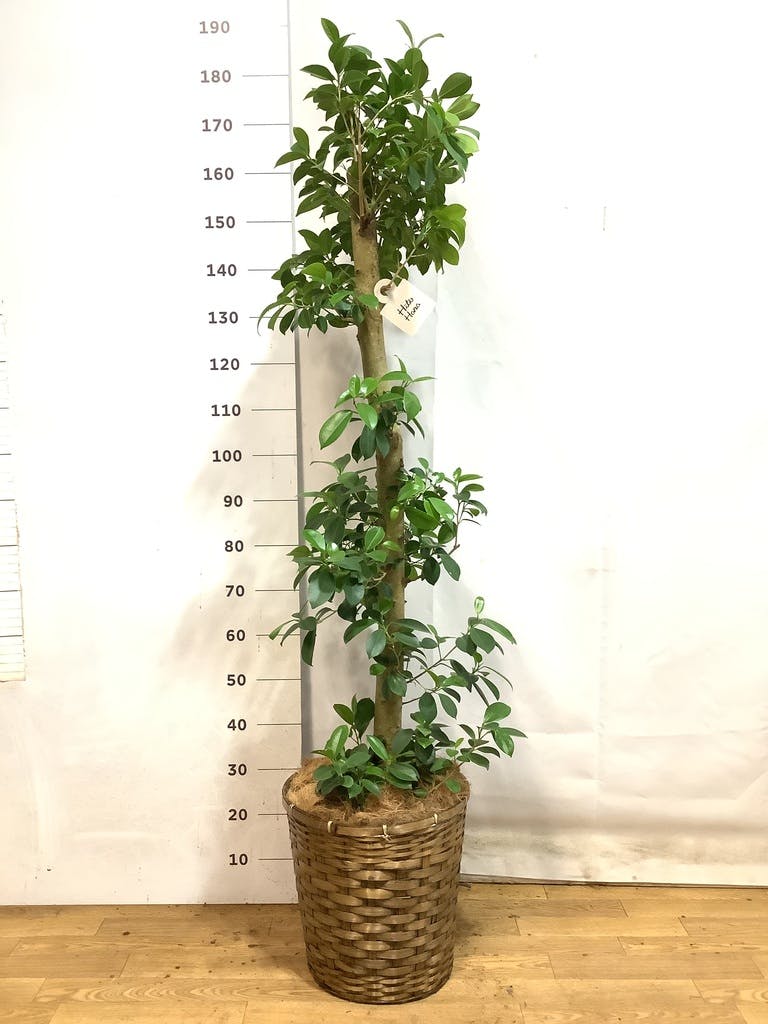 ガジュマル 10号 | 観葉植物 | 送料無料でお届け - Hitohana（ひとはな）