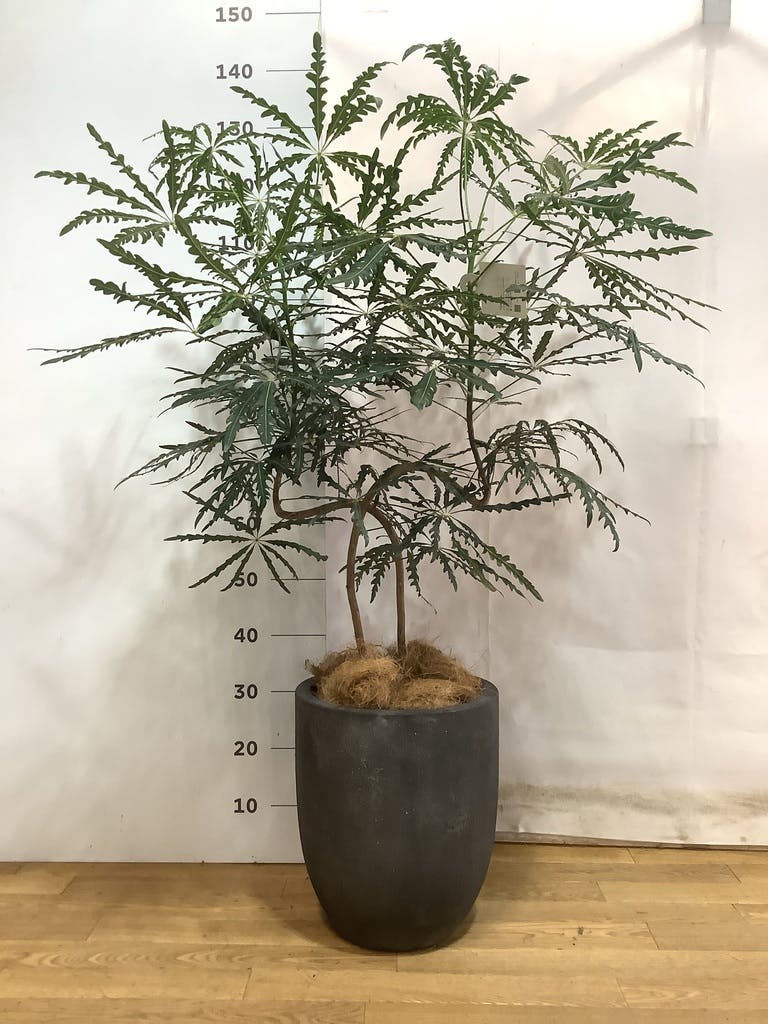 グリーンアラレア 曲がり | 観葉植物通販HitoHana(ひとはな)