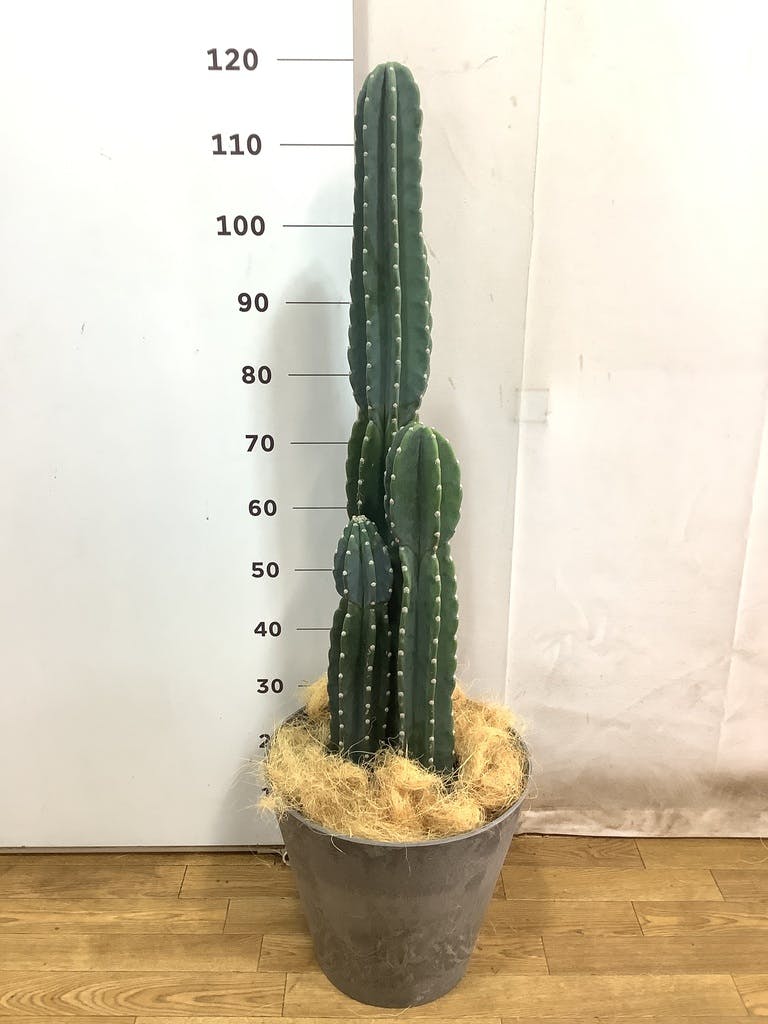 観葉植物 柱サボテン 8号 アートストーン ラウンド グレー 付き | 観葉