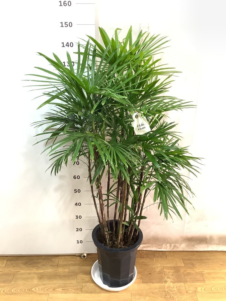 観葉植物 シュロチク（棕櫚竹） 10号 プラスチック鉢 | 観葉植物なら