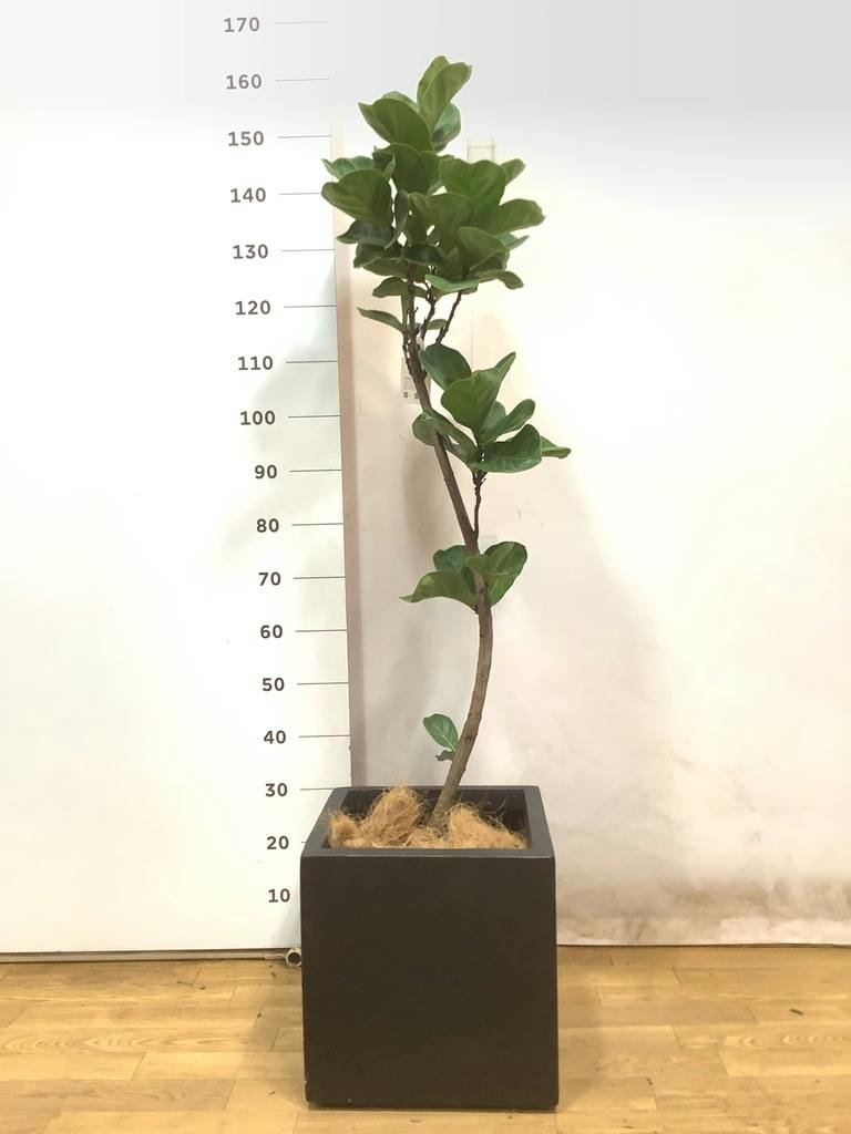 観葉植物 カシワバゴムの木 バンビーノ 8号 曲がり ベータ キューブ