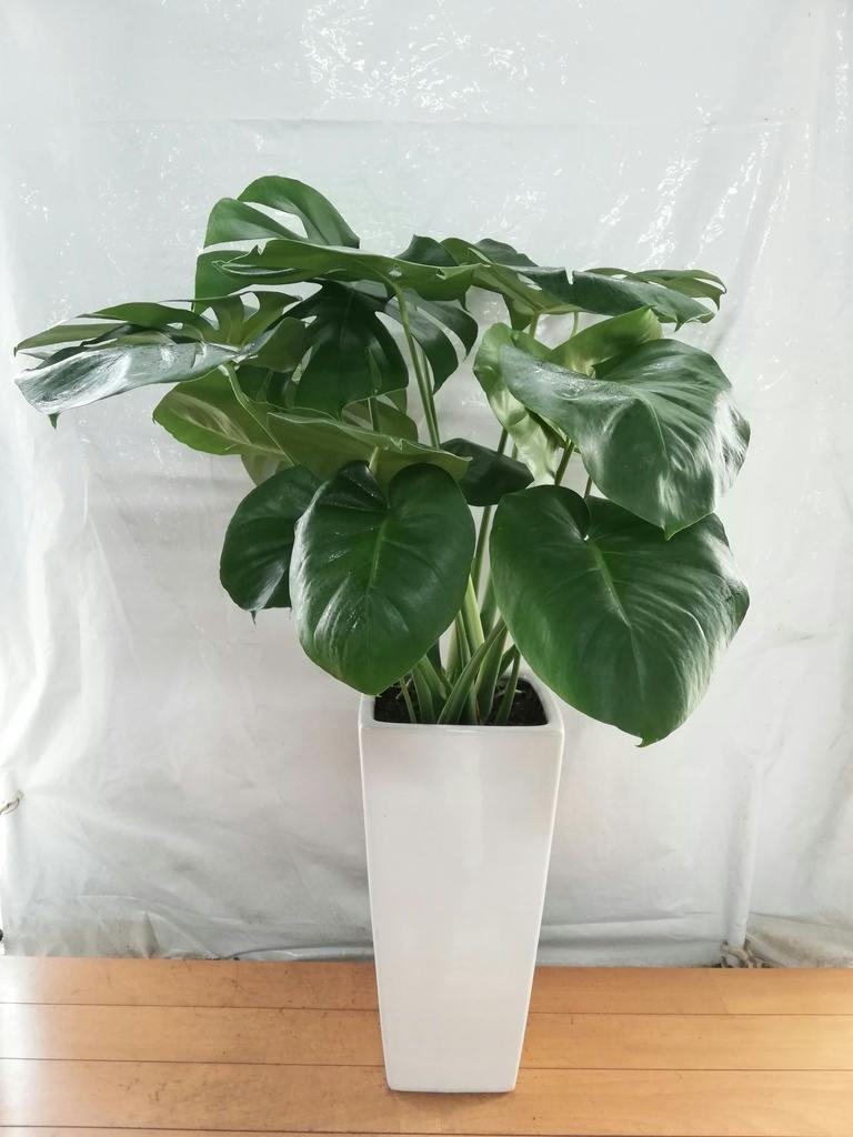 観葉植物 モンステラ 8号 ボサ造り 角高陶器 | 観葉植物ならHitoHana
