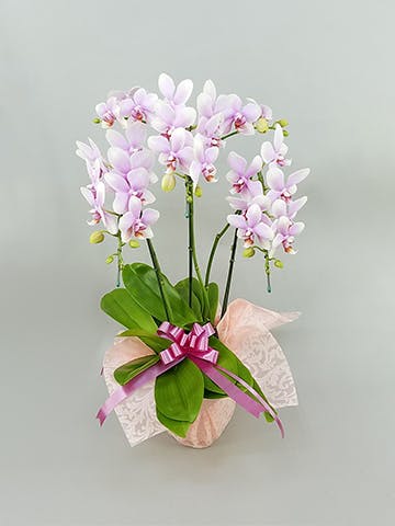 胡蝶蘭中大輪 ピンク ドリームキャンディ 3本立ち | 胡蝶蘭なら
