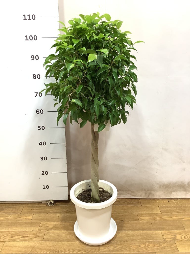 観葉植物 フィカス ベンジャミン 8号 玉造りプラスチック鉢 | 観葉植物