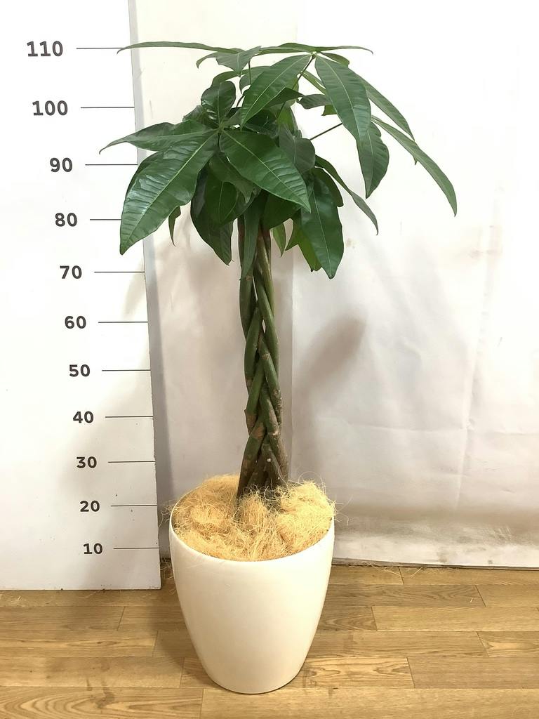 観葉植物 パキラ 8号 ねじり アビスソニア ミドル 灰 付き | 観葉植物