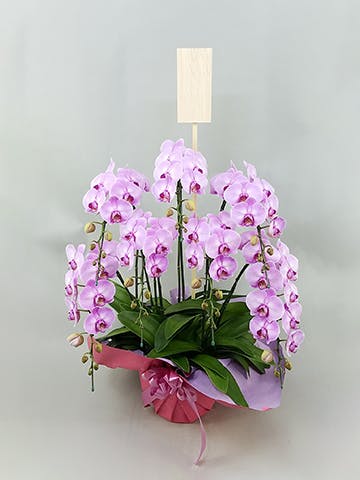 胡蝶蘭中大輪 ピンク ドリームキャンディ 3本立ち | 胡蝶蘭なら