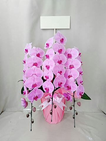 胡蝶蘭大輪 ピンク 7本立ち 70輪〜81輪前後 | 胡蝶蘭ならHitoHana(ひと