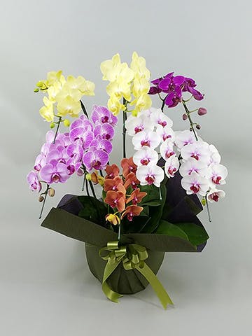 ミディ胡蝶蘭 ミックス 8本立ち | 胡蝶蘭ならHitoHana(ひとはな)