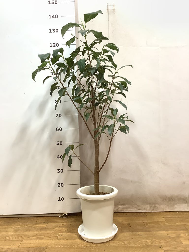観葉植物 フランスゴムの木 風水 | HitoHana（ひとはな）