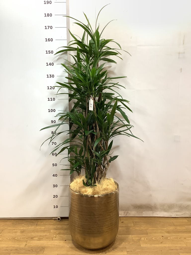 観葉植物 コルディリネ ストリクタ 10号 エコストーンGray 付き | 観葉