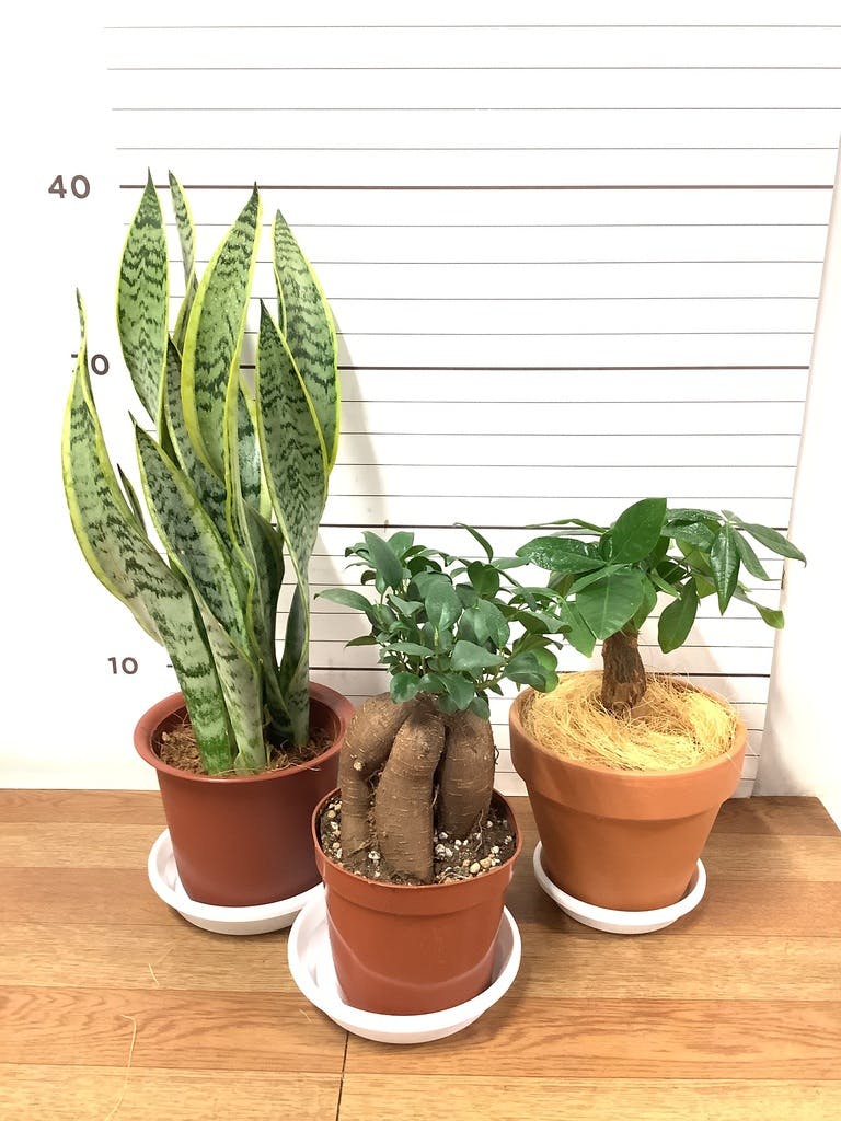 サンスベリア 大型 | 観葉植物通販HitoHana(ひとはな)
