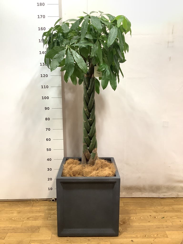 観葉植物 パキラ 10号 ねじり ブリティッシュキューブ 付き | 観葉植物