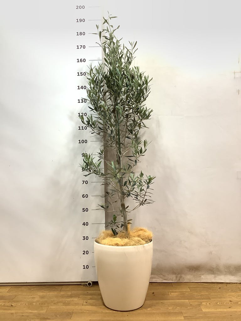 観葉植物 オリーブの木【170cm】10号 ひなかぜ プラスチック鉢 #69637