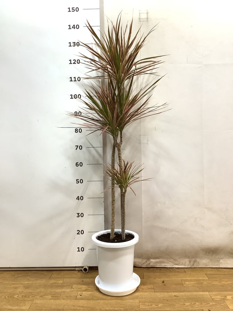 コンシンネ　トリカラー　140㌢ 楽天市場】【送料無料】コンシンネ トリカラー 観葉植物 7号鉢