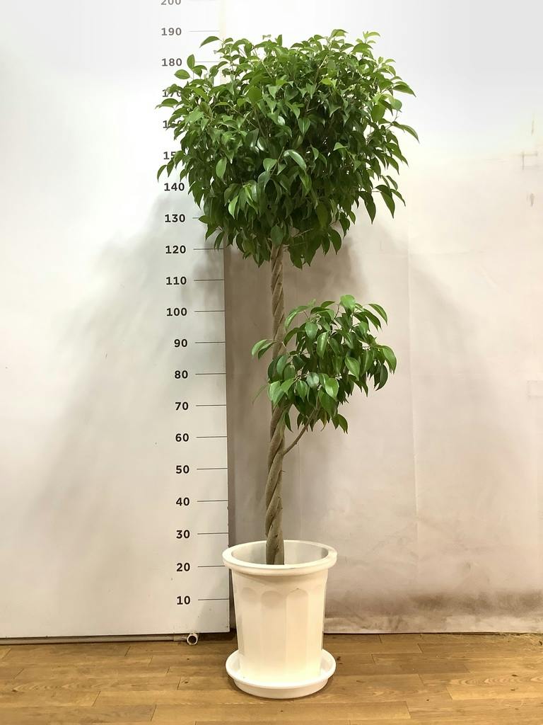 観葉植物 フィカス ベンジャミン 10号 玉造り プラスチック鉢 | 観葉