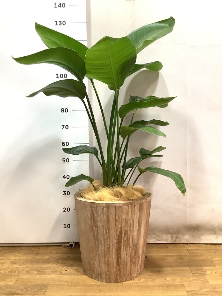 観葉植物 オーガスタ 10号 ウッドプランター | 観葉植物ならHitoHana