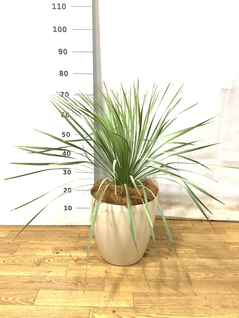 観葉植物 ユッカ 8号 ロストラータ プラスチック鉢 | 観葉植物なら