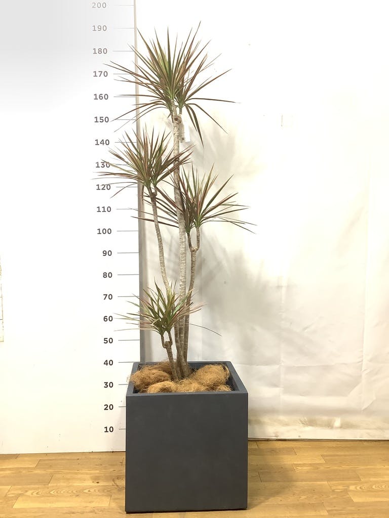 ドラセナ コンシンネ レインボー 1点もの（現品・現物） | 観葉