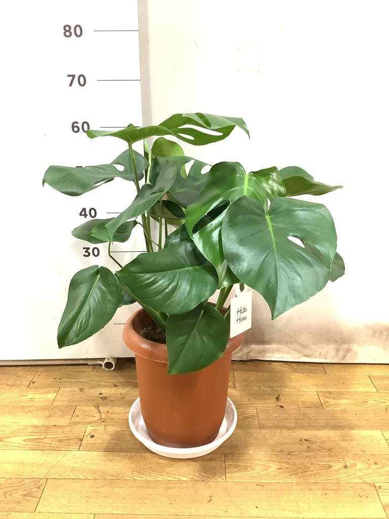 観葉植物 モンステラ 8号 ボサ造り プラスチック鉢 | 観葉植物