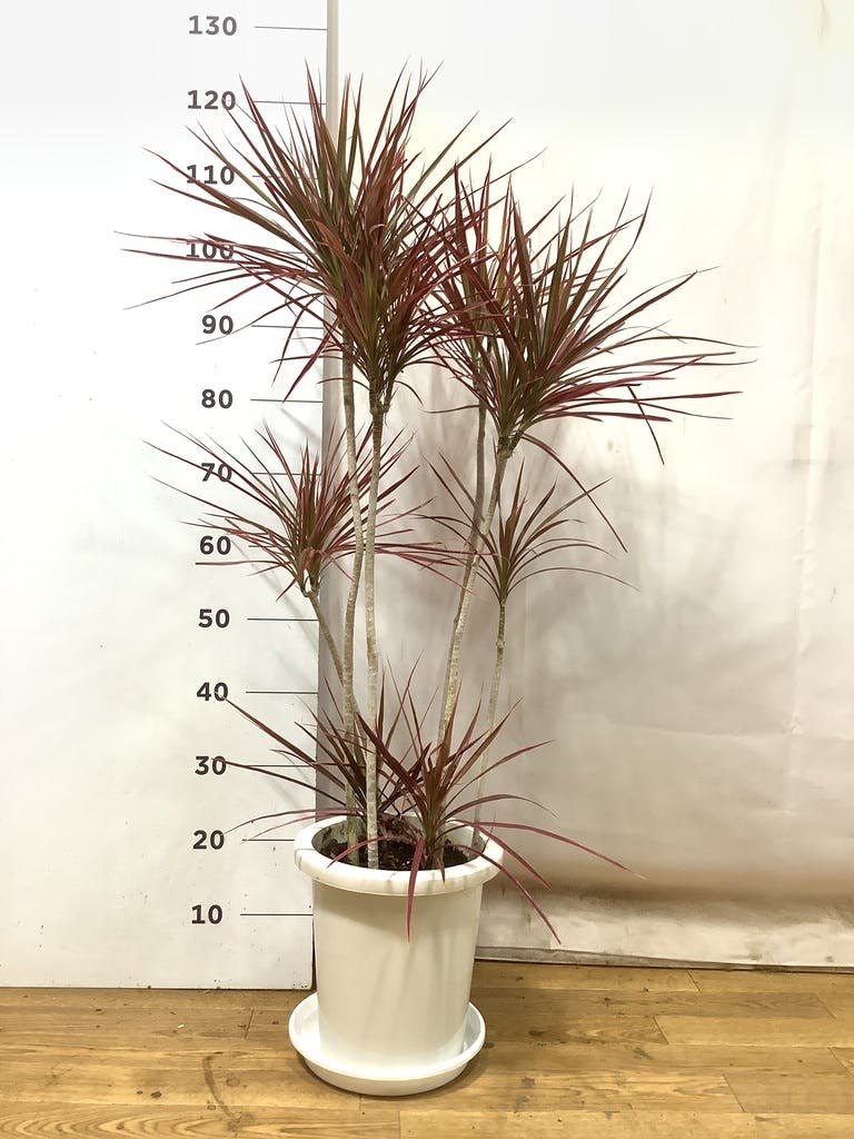 観葉植物 ドラセナ コンシンネ スカーレットアイビス 8号 寄せ