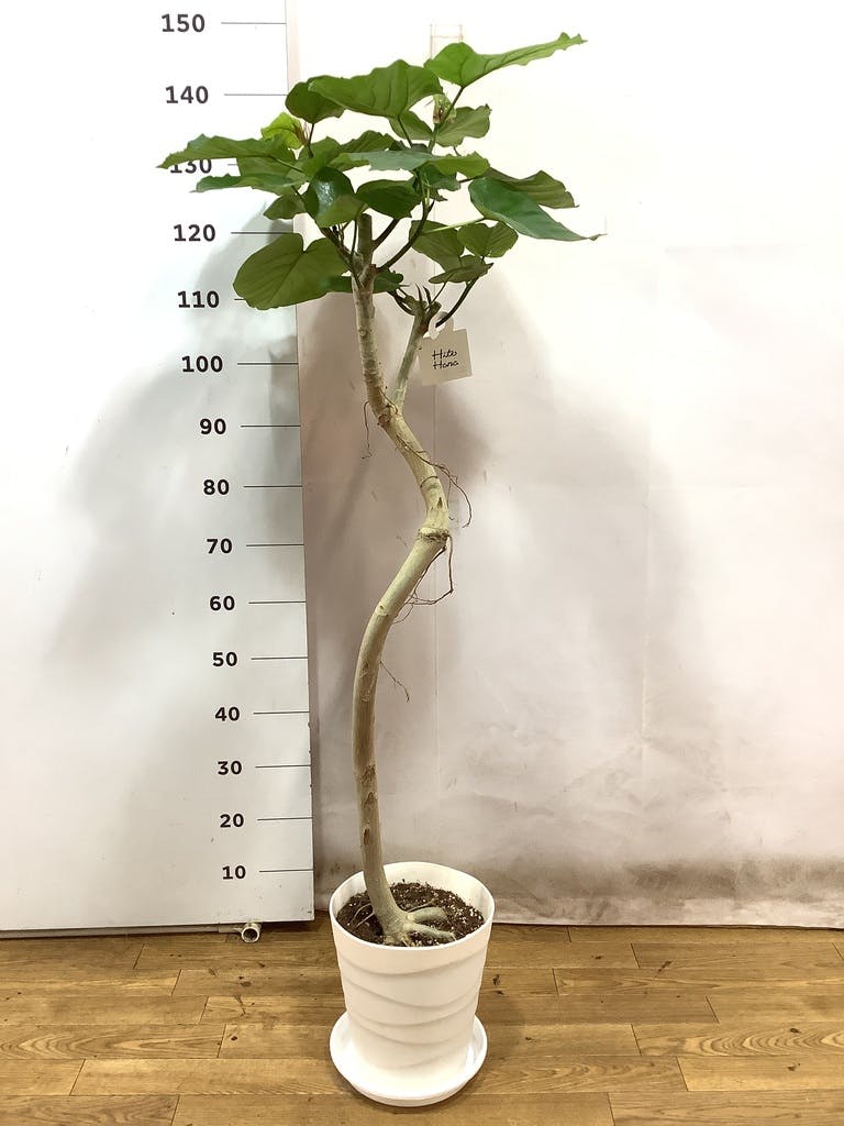 観葉植物 フィカス ウンベラータ 8号 曲り プラスチック鉢 | 観葉植物