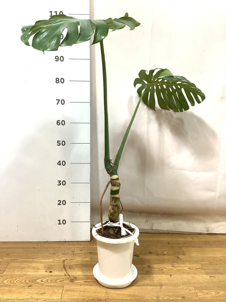 観葉植物 モンステラ 6号 根あがり プラスチック鉢 | 観葉植物なら