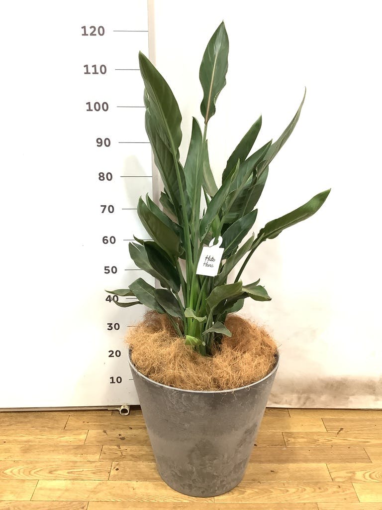 観葉植物 ストレリチア (ストレチア) レギネ 10号 ブリティッシュ