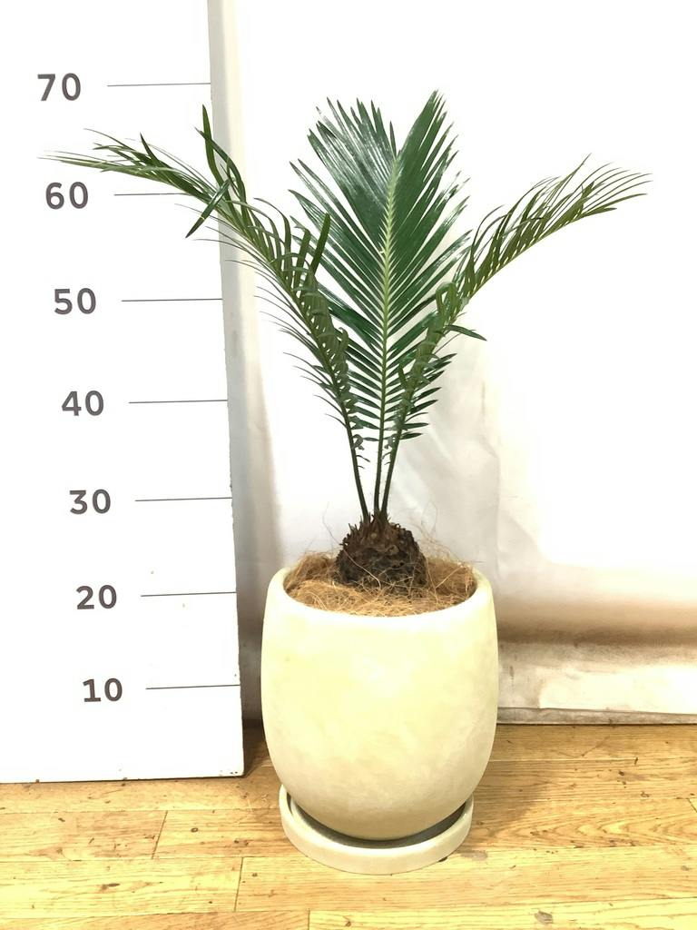 ソテツ 10号 | 観葉植物 | インテリアやギフトに - Hitohana（ひとはな）