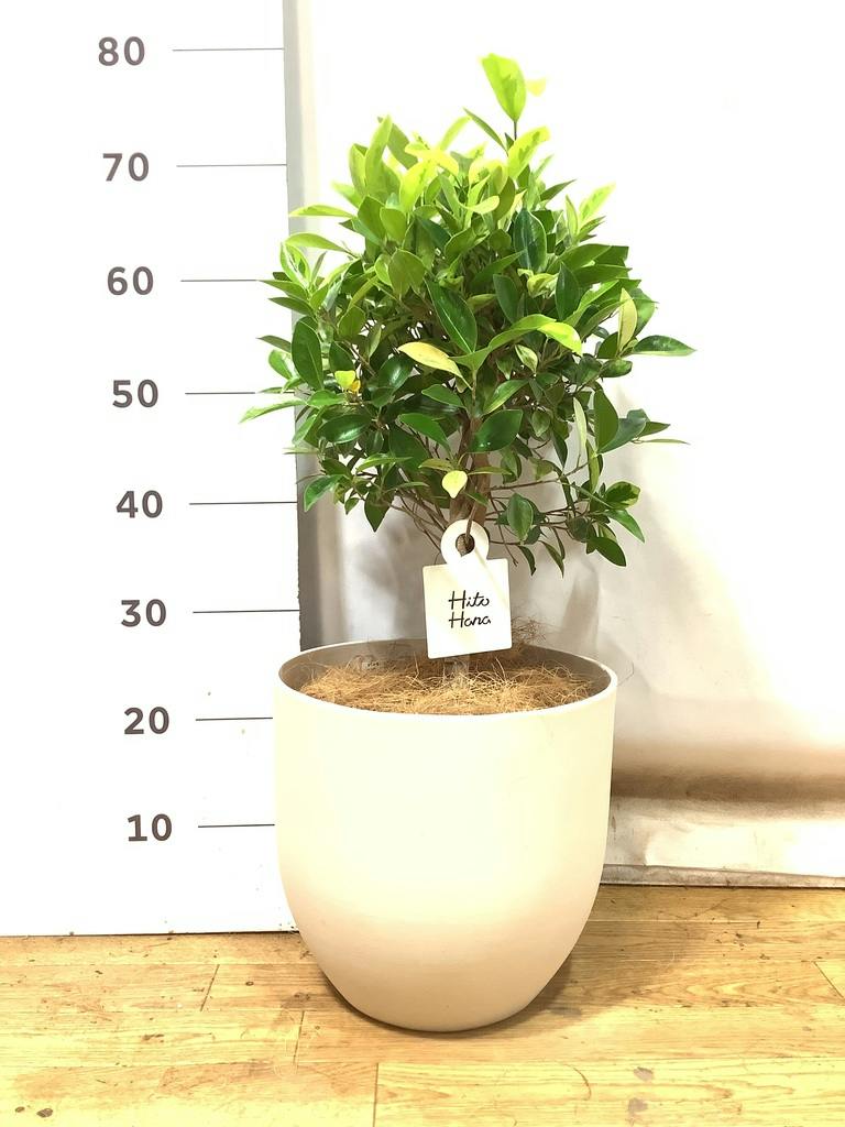 フィカス ベンジャミン ゴールデンスポット | 観葉植物 | 送料無料でお