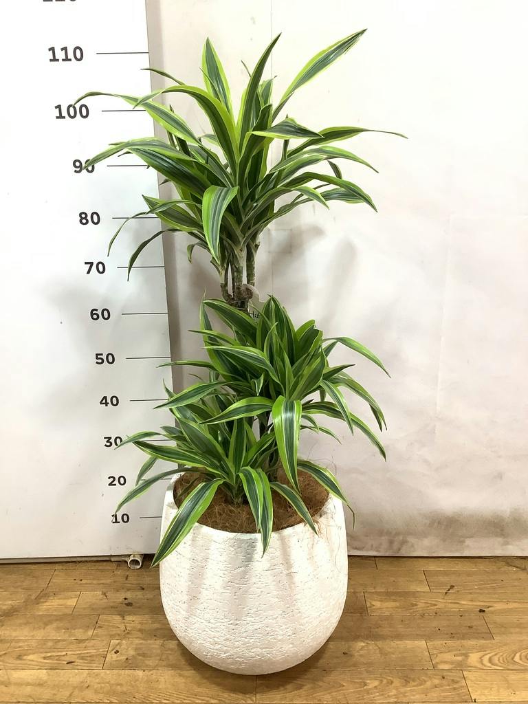 観葉植物 ドラセナ ワーネッキー レモンライム 8号 エコストーンwhite