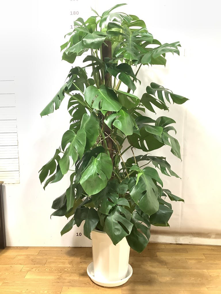 観葉植物 モンステラ 10号 ボサ造り プラスチック鉢 | 観葉植物なら