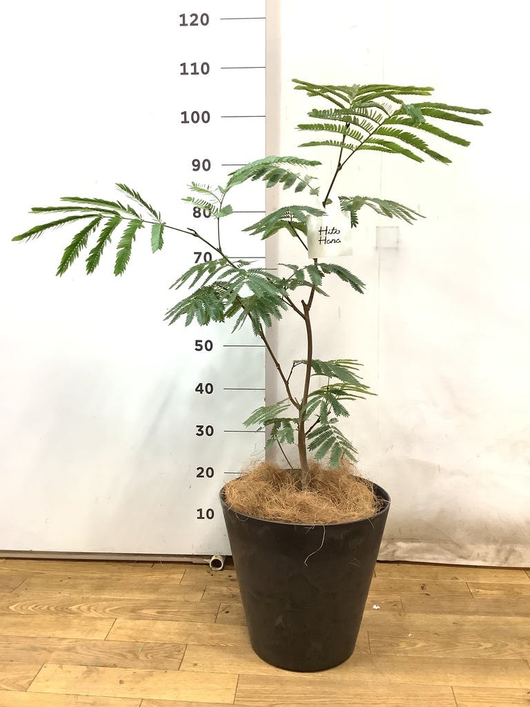 観葉植物 エバーフレッシュ 7号 ボサ造り プラスチック鉢 | 観葉植物